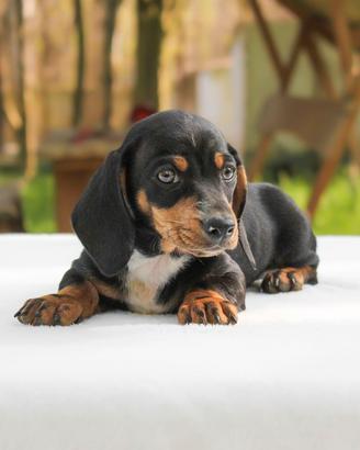 Cucciolo di Bassotto