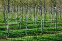 terreno-agricolo-roviano-cod-rif-3223294vcg-