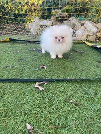 Spitz Pomerania linea Russa