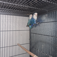 Coppia pappagalli inseparabili