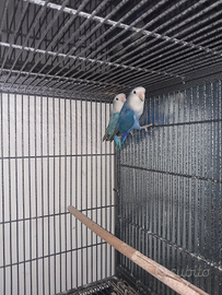 Coppia pappagalli inseparabili