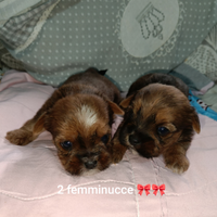 SHORKIE mix shihtzu- Yorkshire maschi e femmine