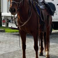 Stallone Quarter Horse