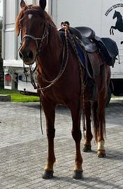 Stallone Quarter Horse