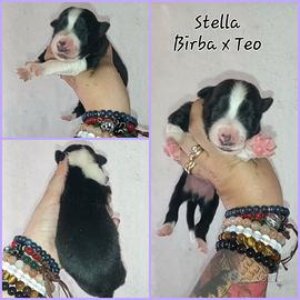 Border collie cuccioli pedigree enci