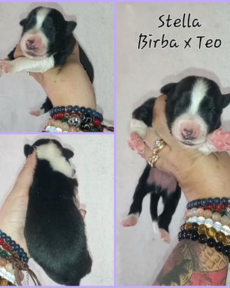 Border collie cuccioli pedigree enci