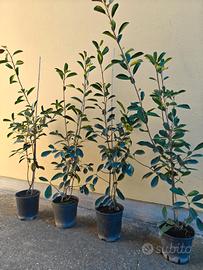piante photinia red robin 