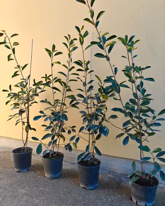 piante photinia red robin 
