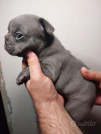 Cuccioli bulldog francese blu