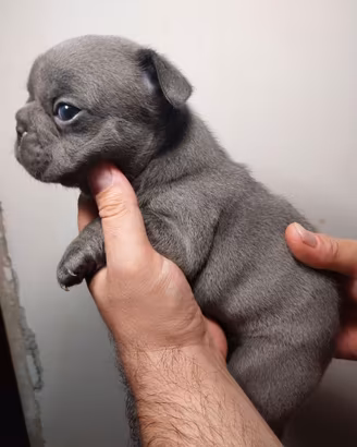 Cuccioli bulldog francese blu