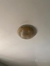 Lampada da soffitto