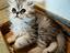 Immagine 4