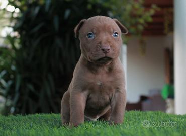 Cuccioli pitbull ukc