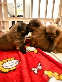 Spitz di Pomerania nano