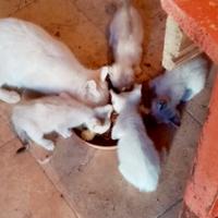 Gattini due mesi