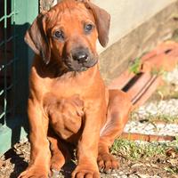 Cucciolo di Rhodesian Ridgeback maschio