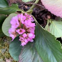 Pianta bergenia perenne fiore rosa