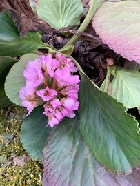 Pianta bergenia perenne fiore rosa