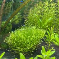 Riccia e altre piante