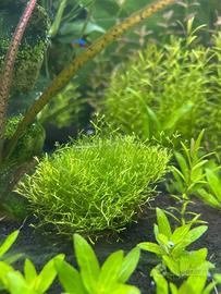 Riccia e altre piante