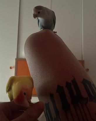 Coppia di inseparabili allevati a mano