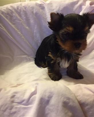 Yorkshire Terrier cuccioli