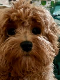 Cucciolo maschio Maltipoo