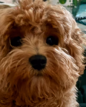 Cucciolo maschio Maltipoo