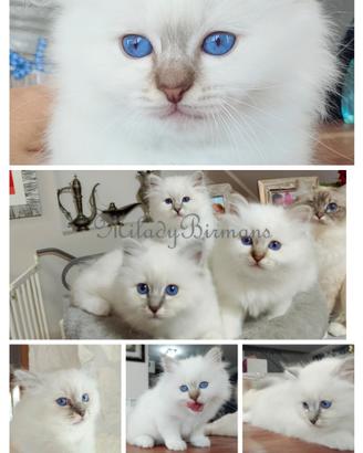 Cuccioli Sacro di Birmania