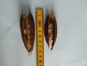 baccello con semi di pandorea jasminoides