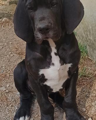 Alano maschio nero