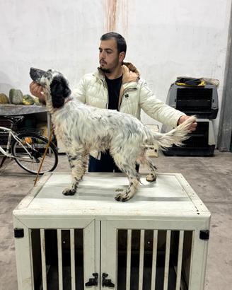 Setter Inglese