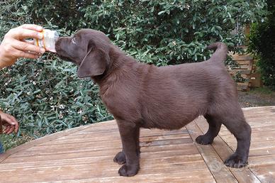 Cuccioli Labrador Neri e Cioccolato