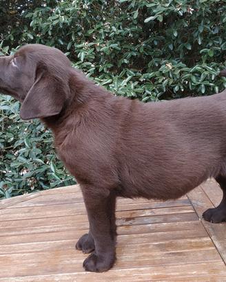 Cuccioli Labrador Neri e Cioccolato
