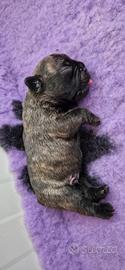 bouledogue francese 