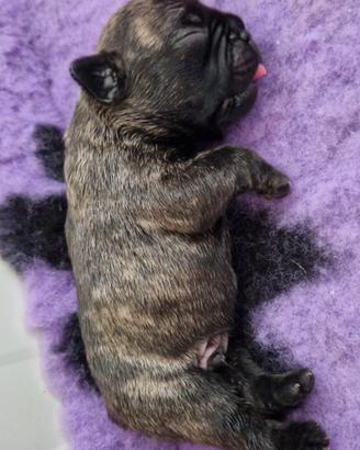 bouledogue francese 