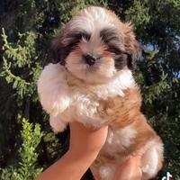 Cuccioli Shih tzu
