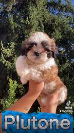 Cuccioli Shih tzu
