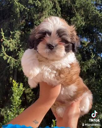 Cuccioli Shih tzu