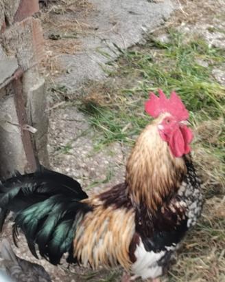 REGALIAMO GALLO non uso alimentare