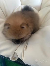 Cucciolo di pomerania un mese e 20 giorni vaccinat