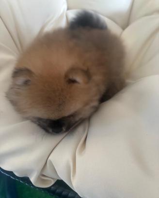 Cucciolo di pomerania un mese e 20 giorni vaccinat