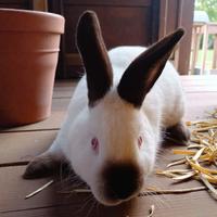 Coniglio California maschio