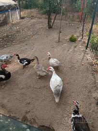 Anatre mute pulcinotti e galline