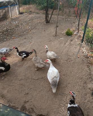 Anatre mute pulcinotti e galline