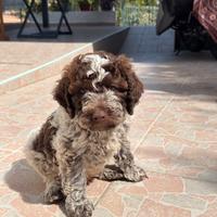 Cuccioli Lagotto Romagnolo