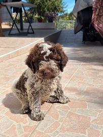 Cuccioli Lagotto Romagnolo