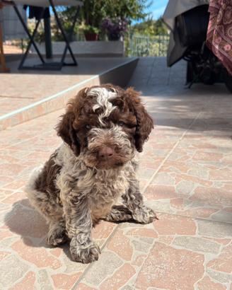 Cuccioli Lagotto Romagnolo
