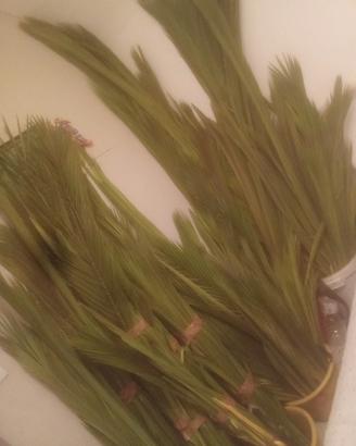 palme  