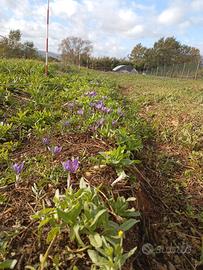 zafferano di maremma 